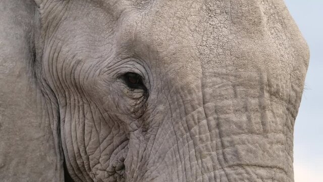 Closeup of an elephant moving its head, Nxai Pan Botswana.