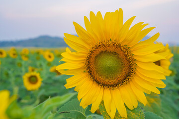Fototapeta premium Field of Sunflower blooming in Sunflowers garden