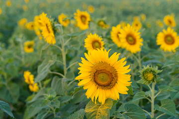Obraz premium Field of Sunflower blooming in Sunflowers garden