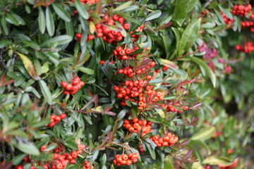 Firethorn berries. White flowers bloom from May to June, and many beautiful berries are attached around November and used for potted plants and hedges. Rosaceae evergreen shrub. 