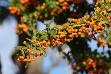 Firethorn berries. White flowers bloom from May to June, and many beautiful berries are attached around November and used for potted plants and hedges. Rosaceae evergreen shrub. 