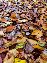 autumn leaves background