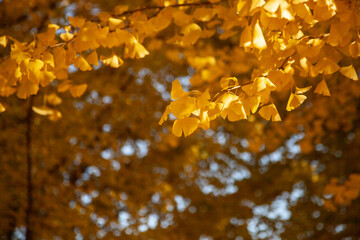 イチョウ　公園　紅葉 秋冬 風景