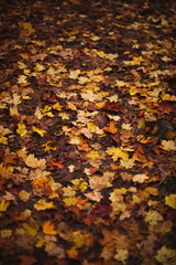 Fall leaves in the forest during the autumn season in Ontario, Canada.