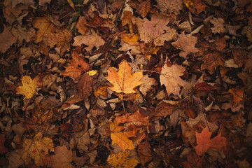 Fall leaves in the forest during the autumn season in Ontario, Canada.