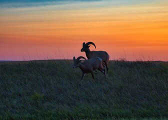 Obraz na płótnie Canvas Bighorn sheep in sunset