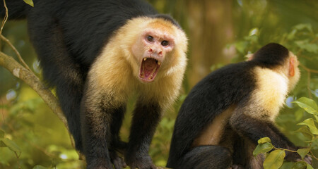 black tailed macaque