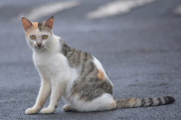 The Cat of the Guardian, cute wild cat that roams waiting for prey, hungry, thirsty, naughty and cute 