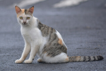 The Cat of the Guardian, cute wild cat that roams waiting for prey, hungry, thirsty, naughty and cute 
