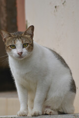 The Cat of the Guardian, cute wild cat that roams waiting for prey, hungry, thirsty, naughty and cute 