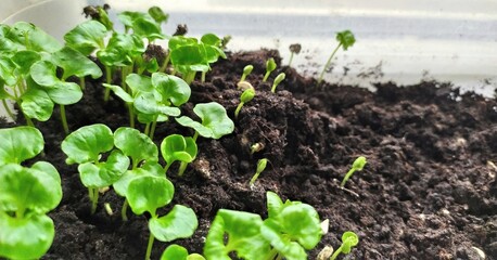 Home garden, small green pomegranate