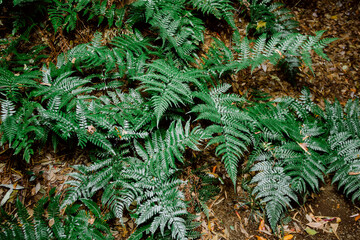 Natural fern at Japanese park