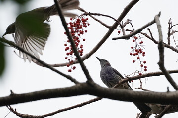 bulbul on the branch