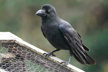 crow on the fench