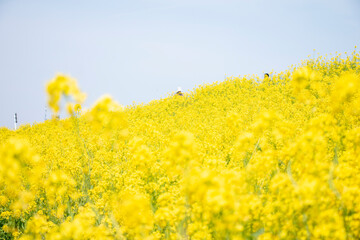 Obraz premium 青空と満開の菜の花畑