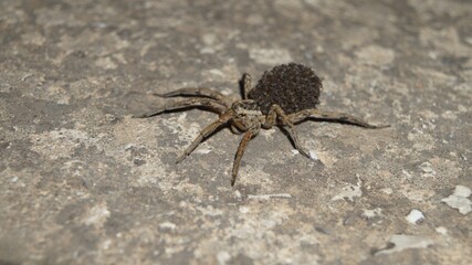 spider on the wall