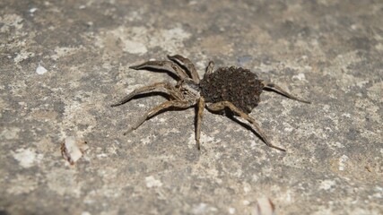 Spider and its little offspring at night
