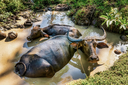 A mother carabao (Bubalus bubalis), a species of water buffalo, and her calf wallowing in muddy water in the Philippines, on Mindoro Island.