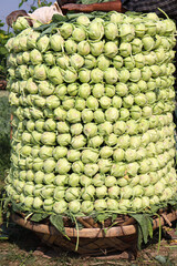 green colored turnip farm on field