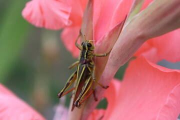 A grasshopper on a pink gladiolus flower - obrazy, fototapety, plakaty