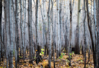 autumn in the forest