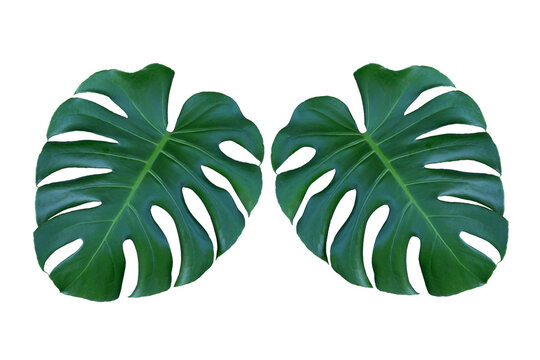 Entera leaves isolated on white background.