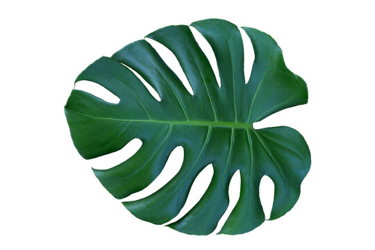 Montera leaves isolated on white background.