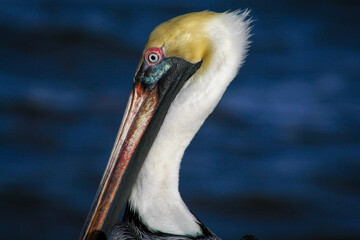 pelican in the beach