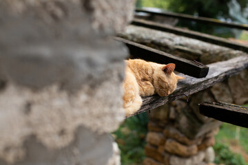 A red cat sleeps on the roof slabs in the village. Russia, summer.