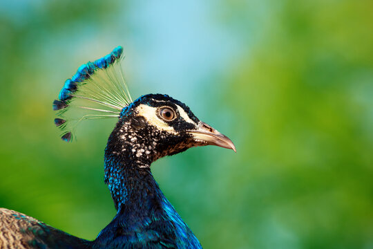  Portrait of wild beautiful peacock with feathers on a blur background