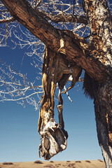 skins and skulls of dead horses in trees. Ancient rite or ritual in Altai or Mongolia. Exclusive...