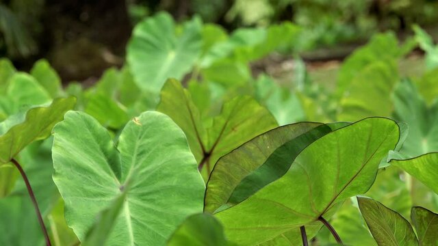 Native Hawaiian Taro Leaves in a patch in Hawaii.
