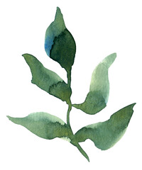 Watercolor branch. Hand painted illustration. High quality photo