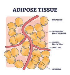 Adipose tissue or body fat anatomical inner cell structure outline diagram. Labeled educational medical explanation with vacuole, cytoplasmic rim, nucleus, capillary and arteriole vector illustration. - obrazy, fototapety, plakaty