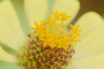 Fototapeta na wymiar Blurring background of blooming flowers in spring