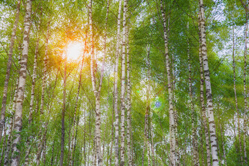 Fototapeta na wymiar Birch forest with young green leaves. The sun shines through the branches of the trees. soft focus.
