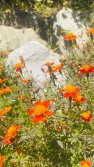 yellow flowers on the rocks