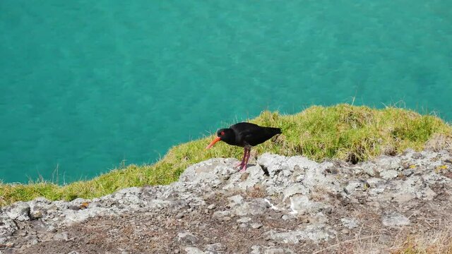 Tracking shot of wild black tropical bird with orange beak standing on rock edge and screaming during sunny day - Crystal clear ocean water of Spirits Bay in background