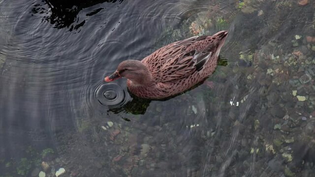 Brown duck swimming in a clear water of a natural lake.