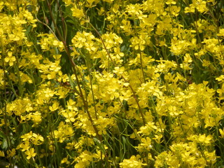 群生して黄色い花を咲かせている「キカラシ」