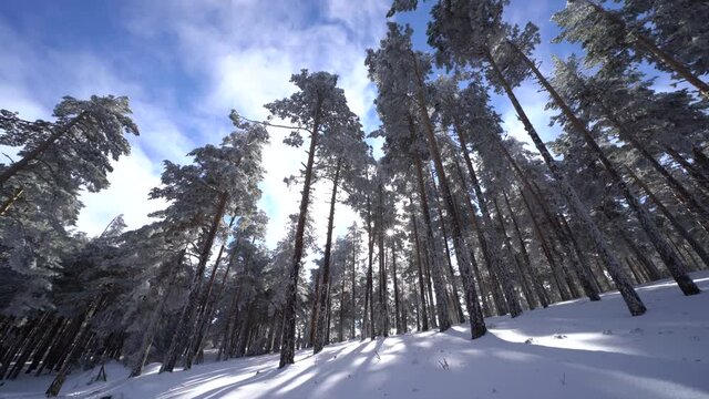 High snowy trees on the mountain and moved by the wind while the clouds run fast. Guadarrama Madrid.