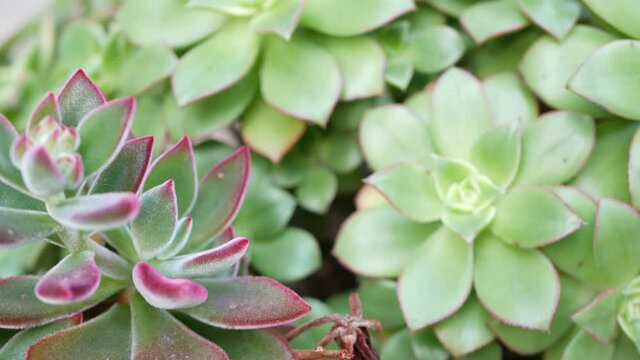 Succulent plants collection, gardening in California, USA. Home garden design, diversity of various botanical hen and chicks. Assorted mix of decorative ornamental echeveria houseplants, floriculture.