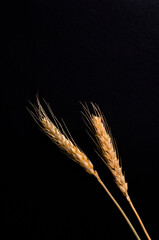 Three stems of wheat on a black background. Dry wheat spikelets on a dark background, close up