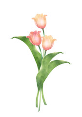 ピンクのチューリップの水彩画