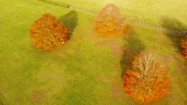 Aerial view rotating shot of four trees shedding their yellow leaves over green grass indicating autumn season in Thetford norfolk,UK.