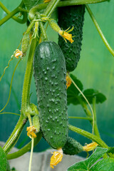 A fresh small cucumber grows on a stem in a greenhouse. in the garden in spring, summer