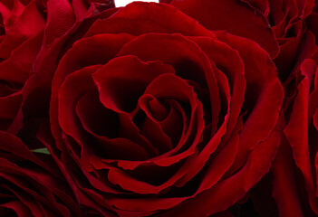 bouquet of red roses isolated