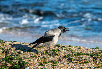 a Corvus cornix bird singing on the shore