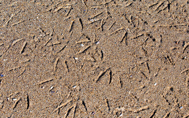 Fototapeta na wymiar many traces of birds on the sand