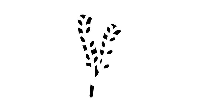 fucus vesiculosus seaweed animated glyph icon fucus vesiculosus seaweed sign. isolated on white background